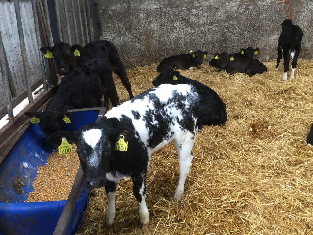 Dairy calf births jump 6 as expansion continues to drive growth Agriland