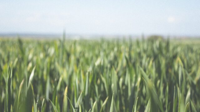 Sencrop grain growers tillage