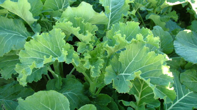 Kale is an excellent fodder crop - Teagasc
