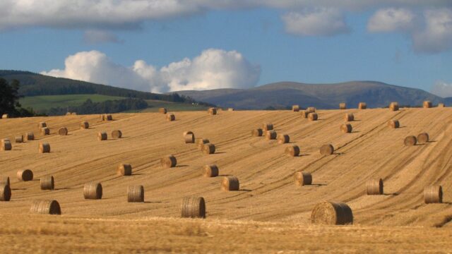 straw prices bales, tillage