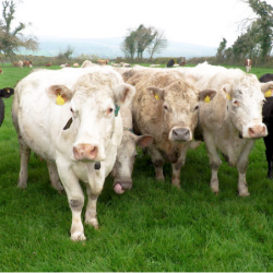 beef trade
