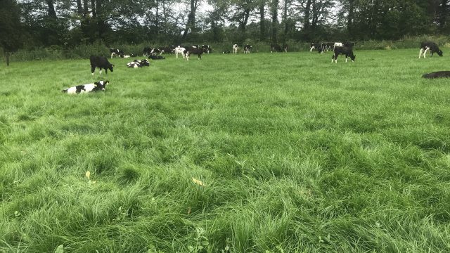 calves