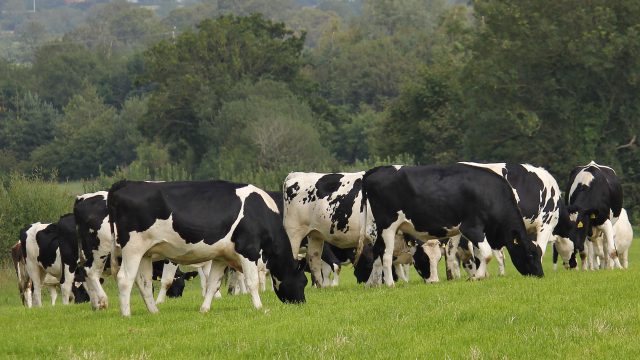 replacement heifers