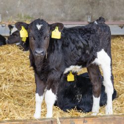 calfcare