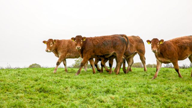 BovINE beef prices taskforce beam, farmers