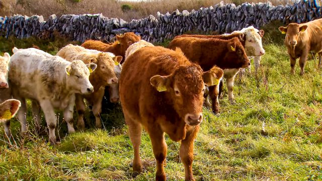 suckler cattle beef prices beam beef support scheme BDGP