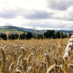 food systems