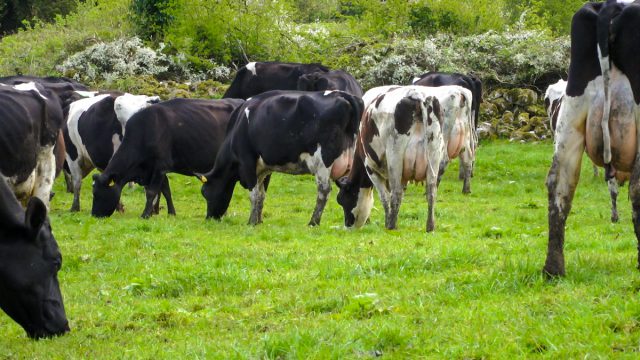 fertility management, lameness