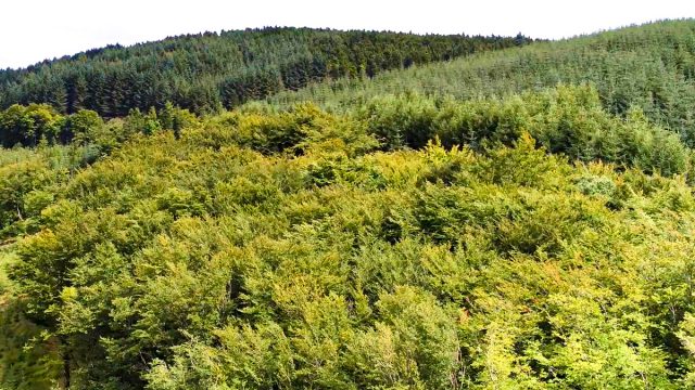 forestry Woodland