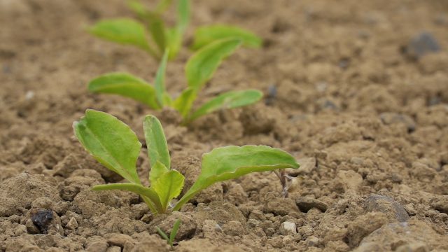 spring-sown crops beet