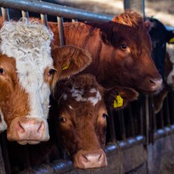 beef trade