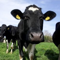 dairy climate