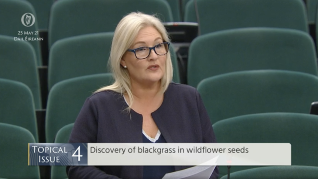 blackgrass