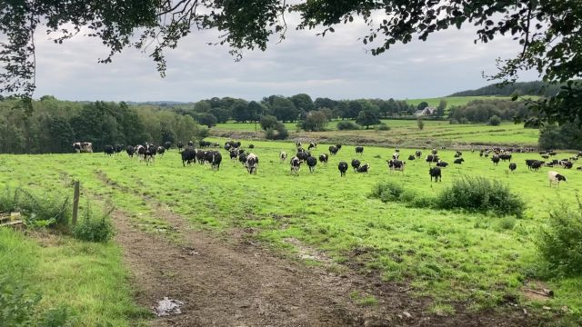 ICMSA: Govt want family dairy farms 'gone'.