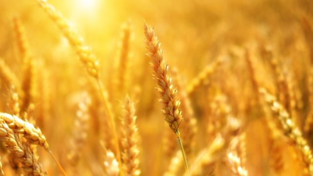 WTO IPES Ukraine biofuels wheat crops FAO Cereal Supply and Demand Brief Food harvest
