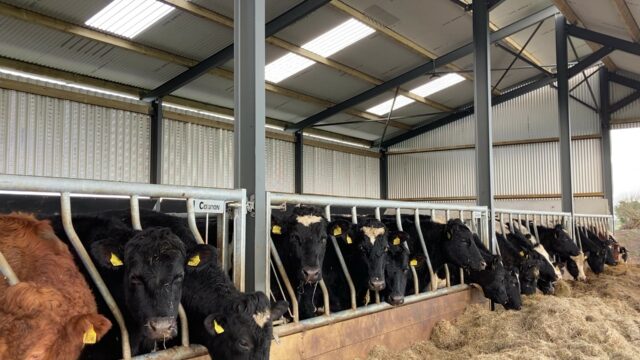 shed, cattle