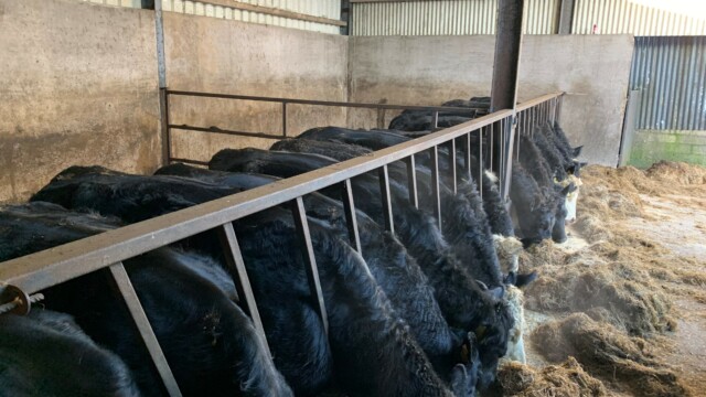 Cattle