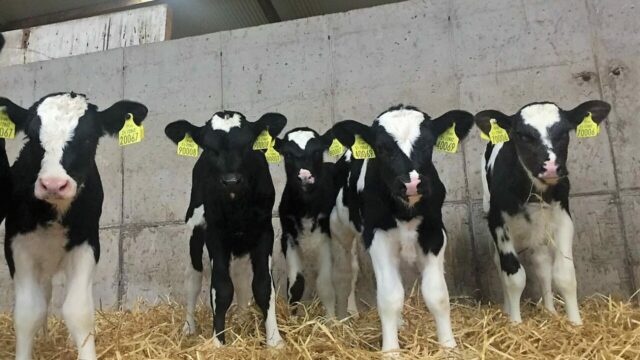 calf health