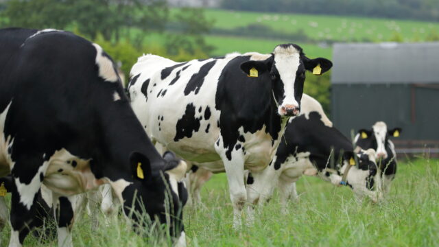 Dairy cow grazing project