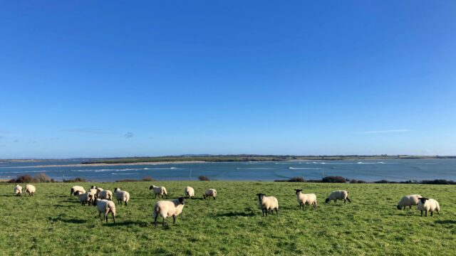 SHEEP