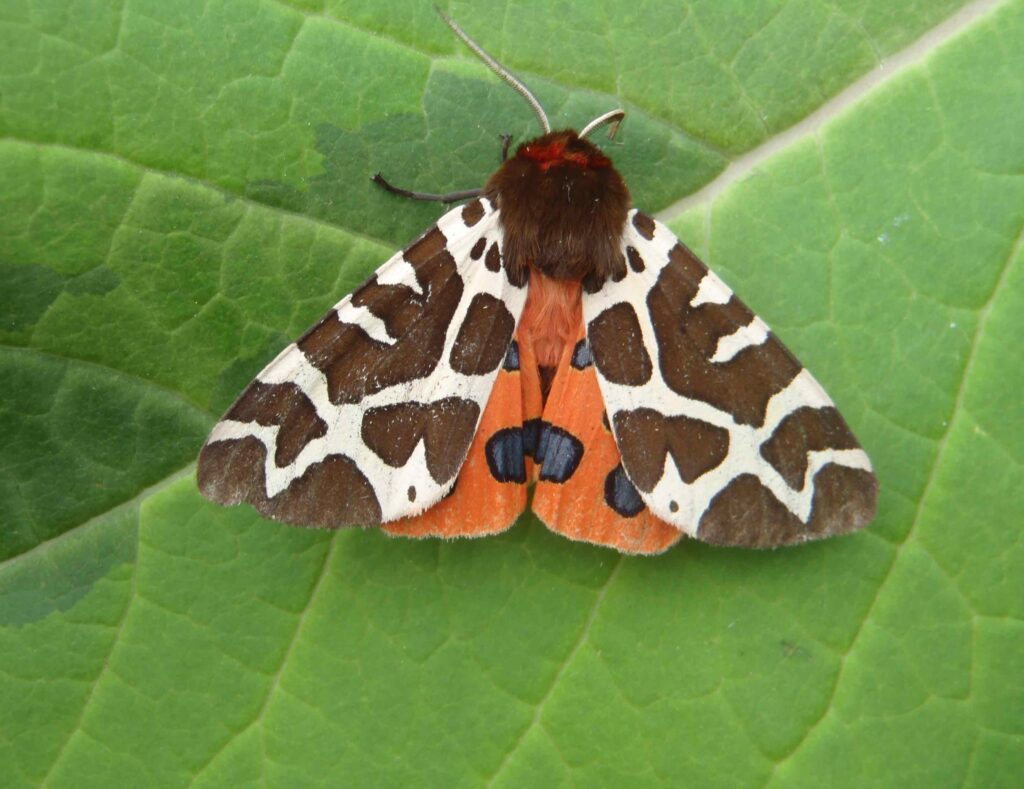 Like moth to a flame Agriland.ie