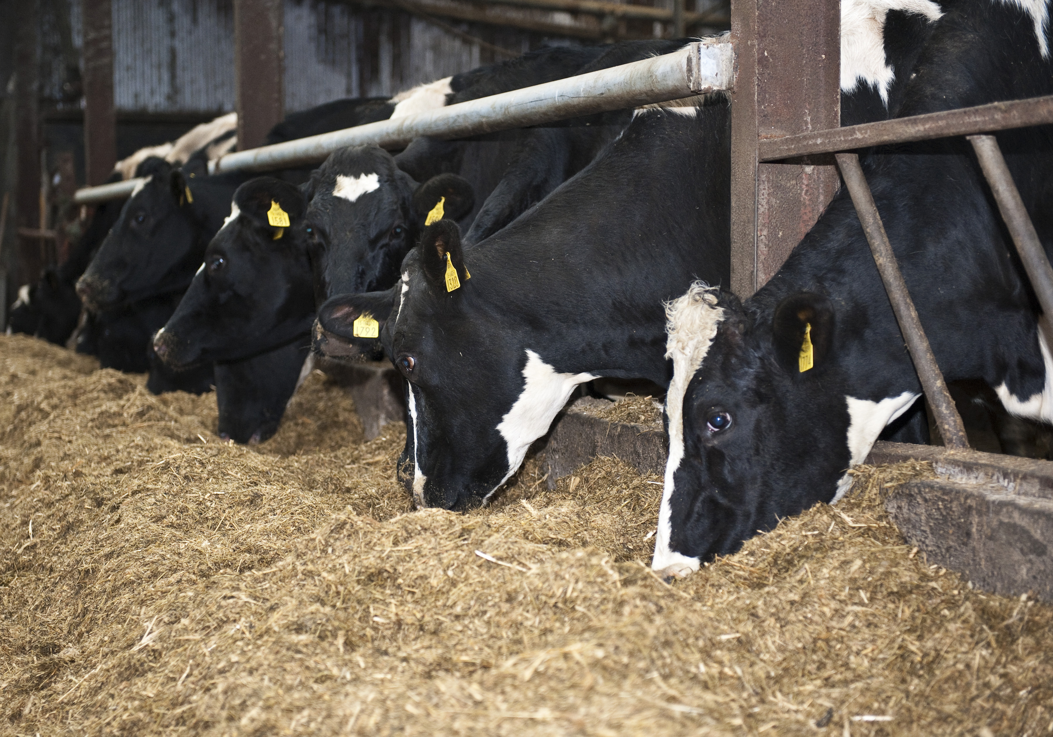 Winter feeding options for replacement dairy heifers Agriland.ie