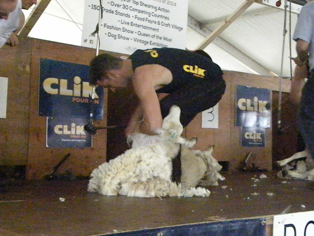 Irish sheep shearer finishes third in World Speed Shear event Agriland.ie