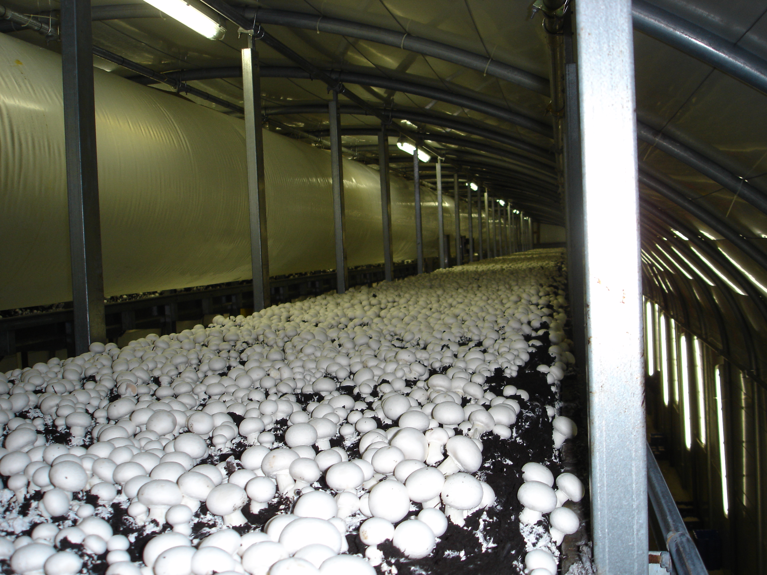 'Potential loss of jobs at Tipperary mushroom factory a direct result