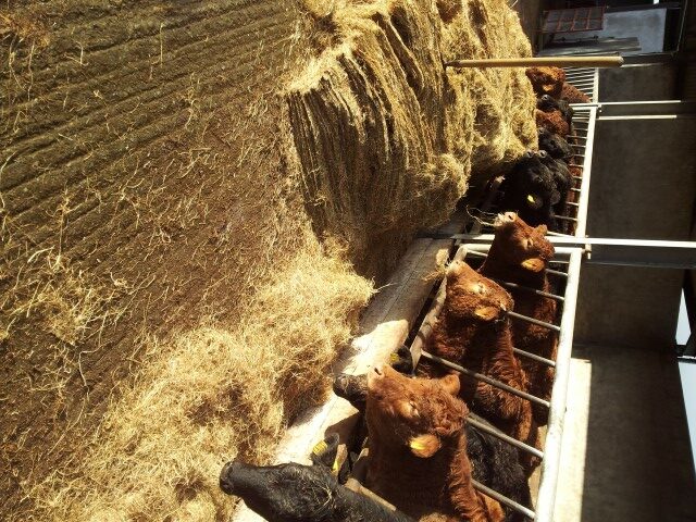 Fodder Crisis Cost Irish Farming 500m Teagasc Agriland ie Fodder Crisis Cost Irish Farming 500m Teagasc Agriland ie