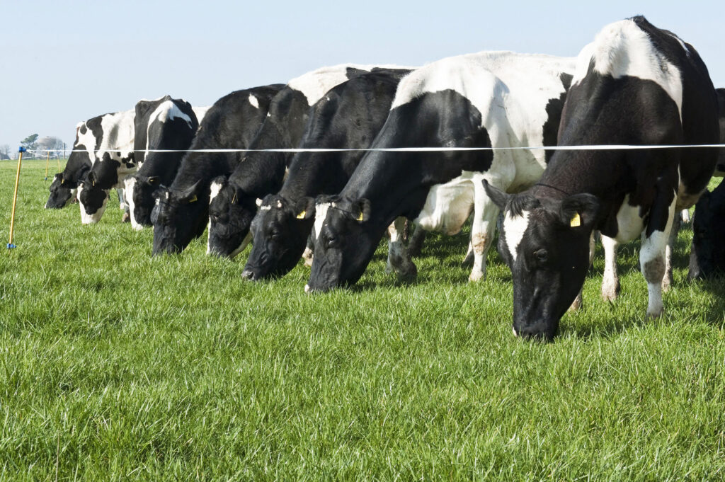 What Is A Closed Herd Agriland ie What Is A Closed Herd Agriland ie