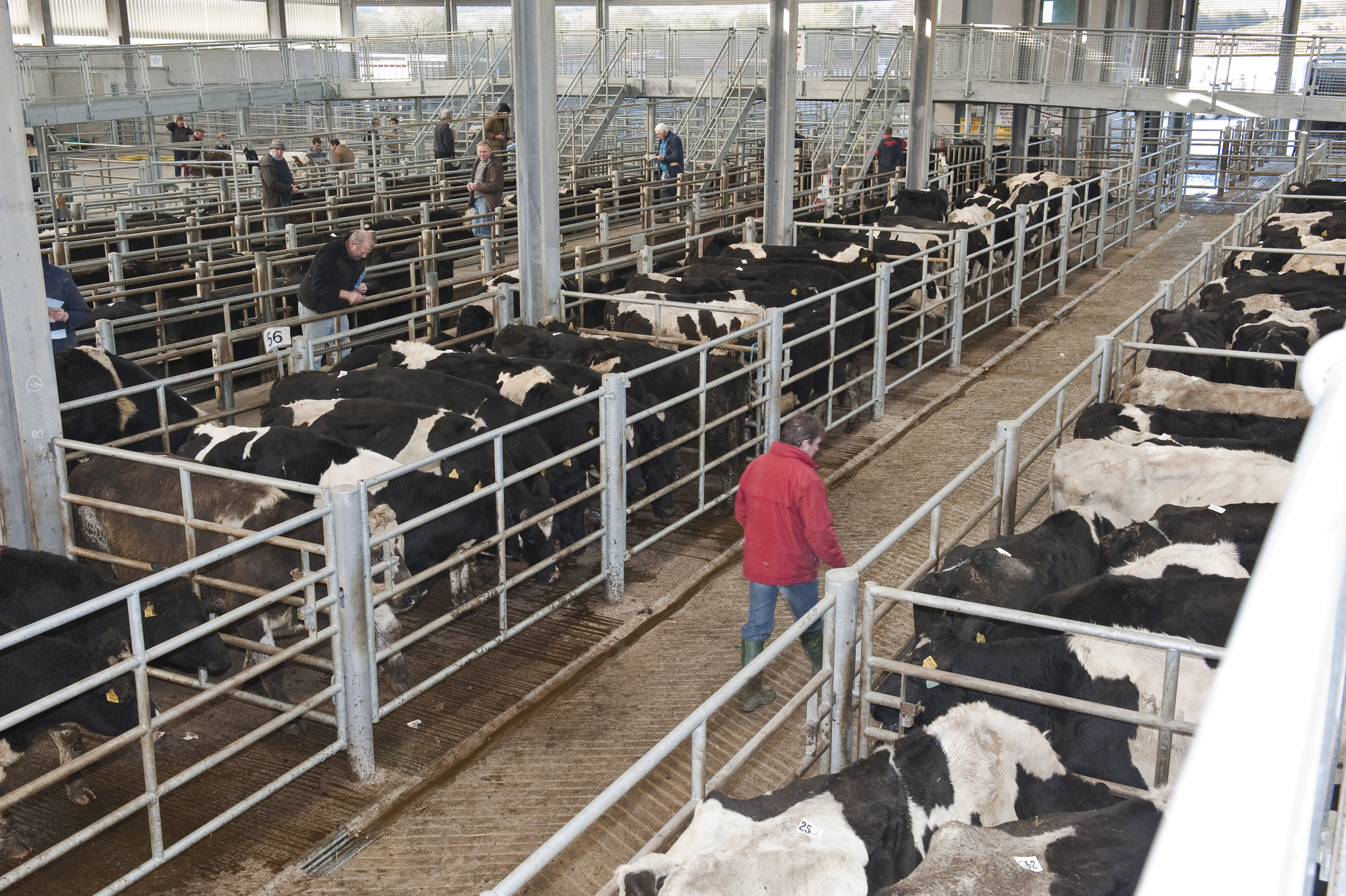 Store cattle prices rising at British marts Agriland.ie