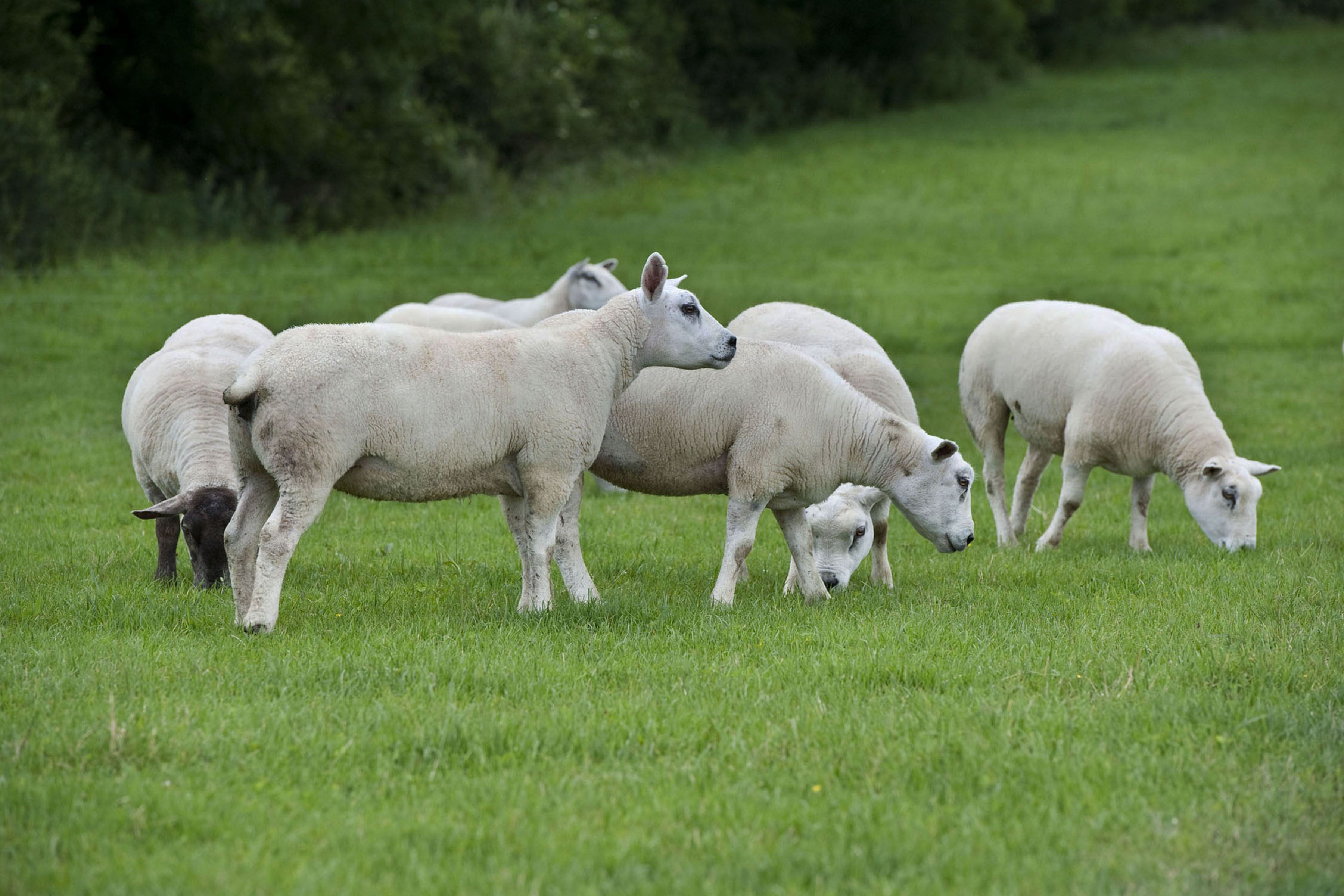 Good management prebreeding vital on sheep farms Agriland.ie