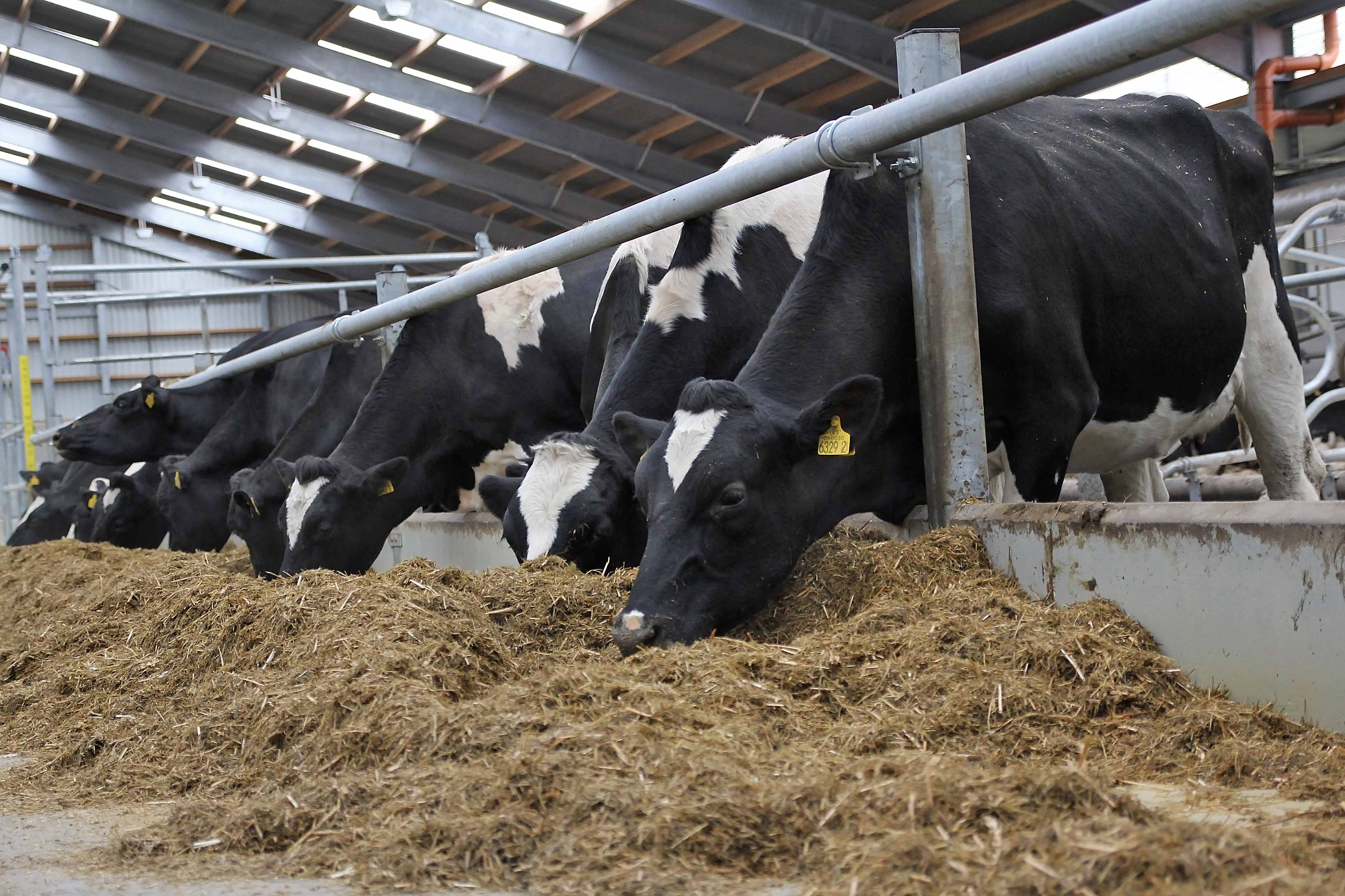 How to boost dry cow immunity levels in an effective manner Alltech