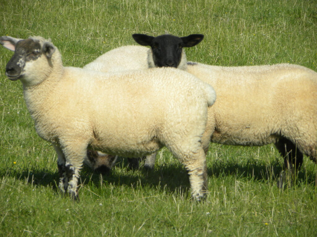 Irish Sheep Meat Exports To The UK Dropped In 2014 Agriland ie