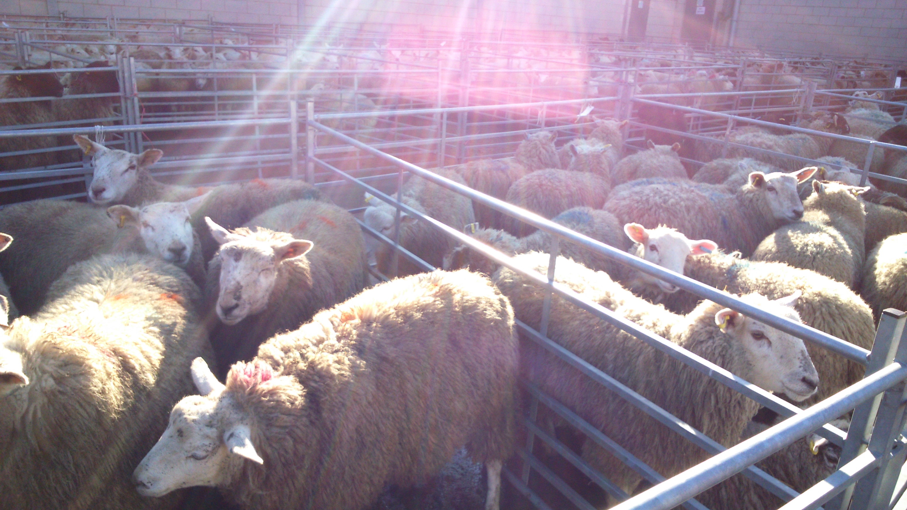 Hampshire Sheep: The Ultimate Farming Secret Revealed - ctlqw4f