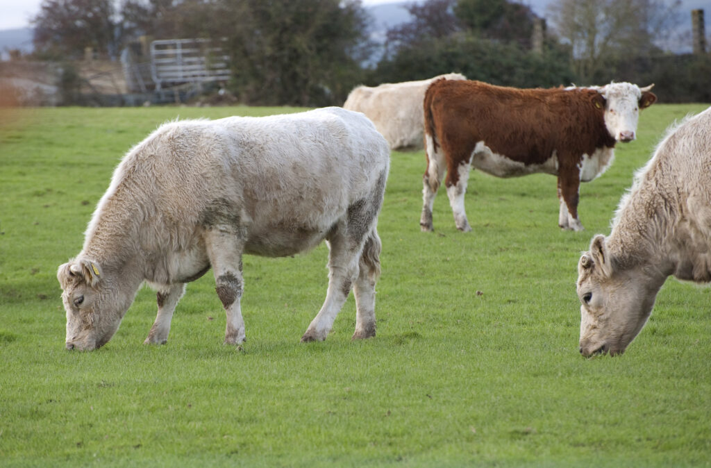 Thoughts turn to improving beef market stability as prime cattle prices