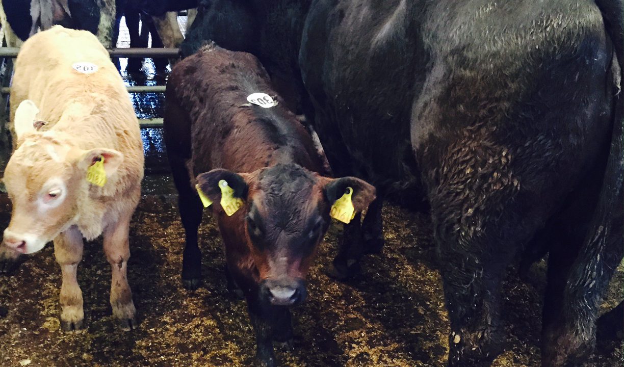 Mart report: Temperatures and prices stay high in Castlerea