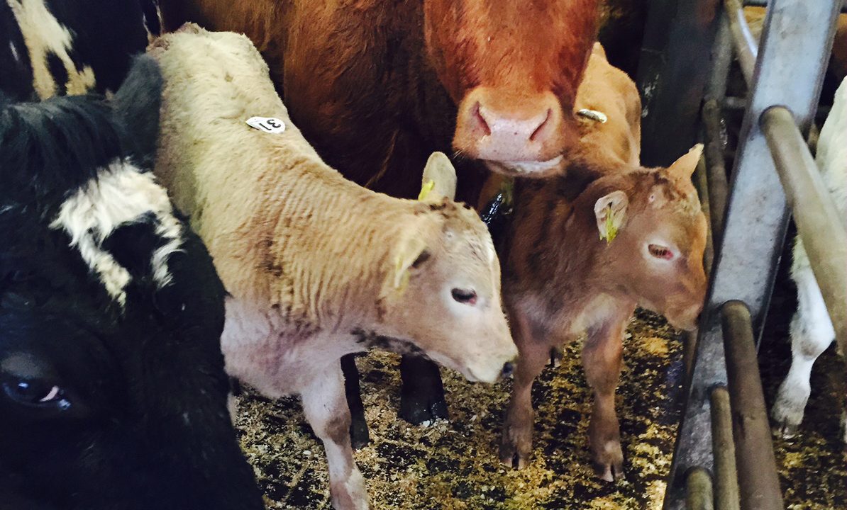 Mart report: Prices and quality on the up in Castlerea