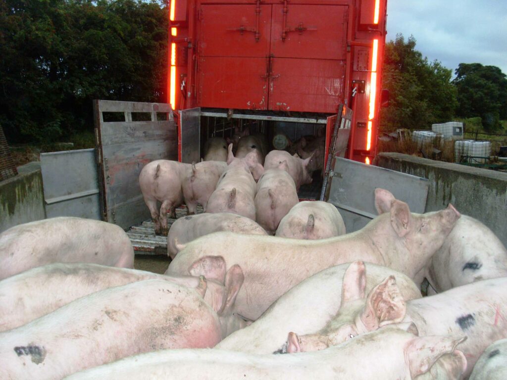 'Strong global demand would indicate pig price increase' Agriland.ie