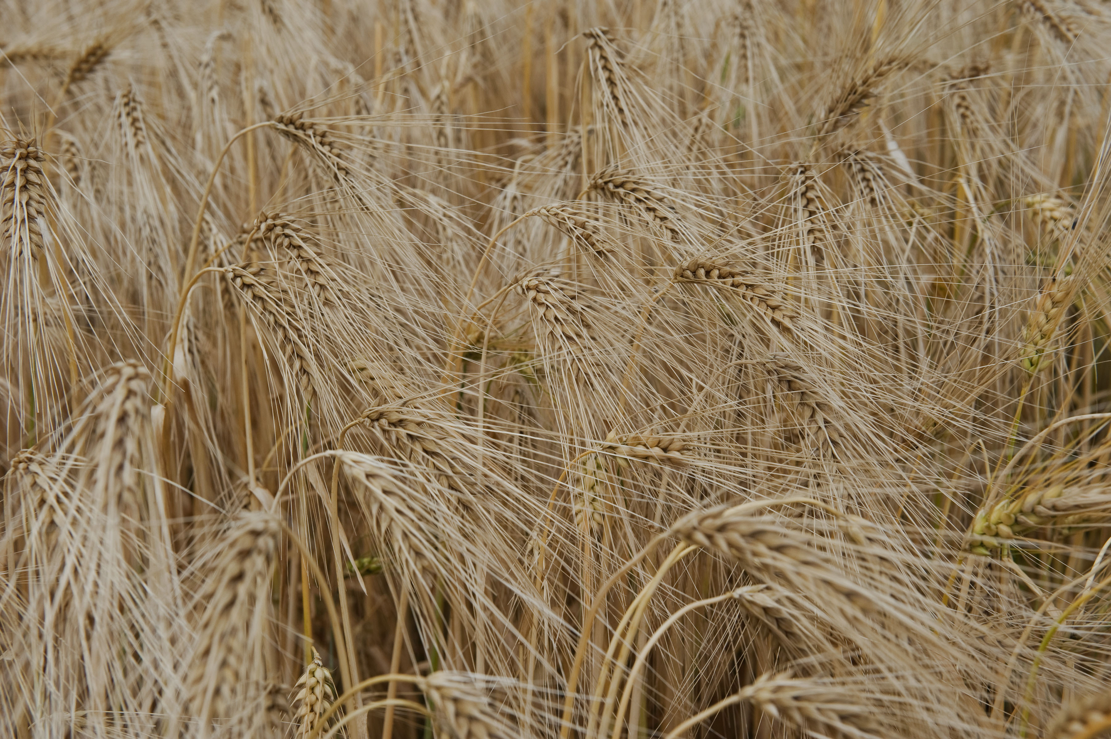 UK winter barley harvest update from 'challenging season' Agriland.ie