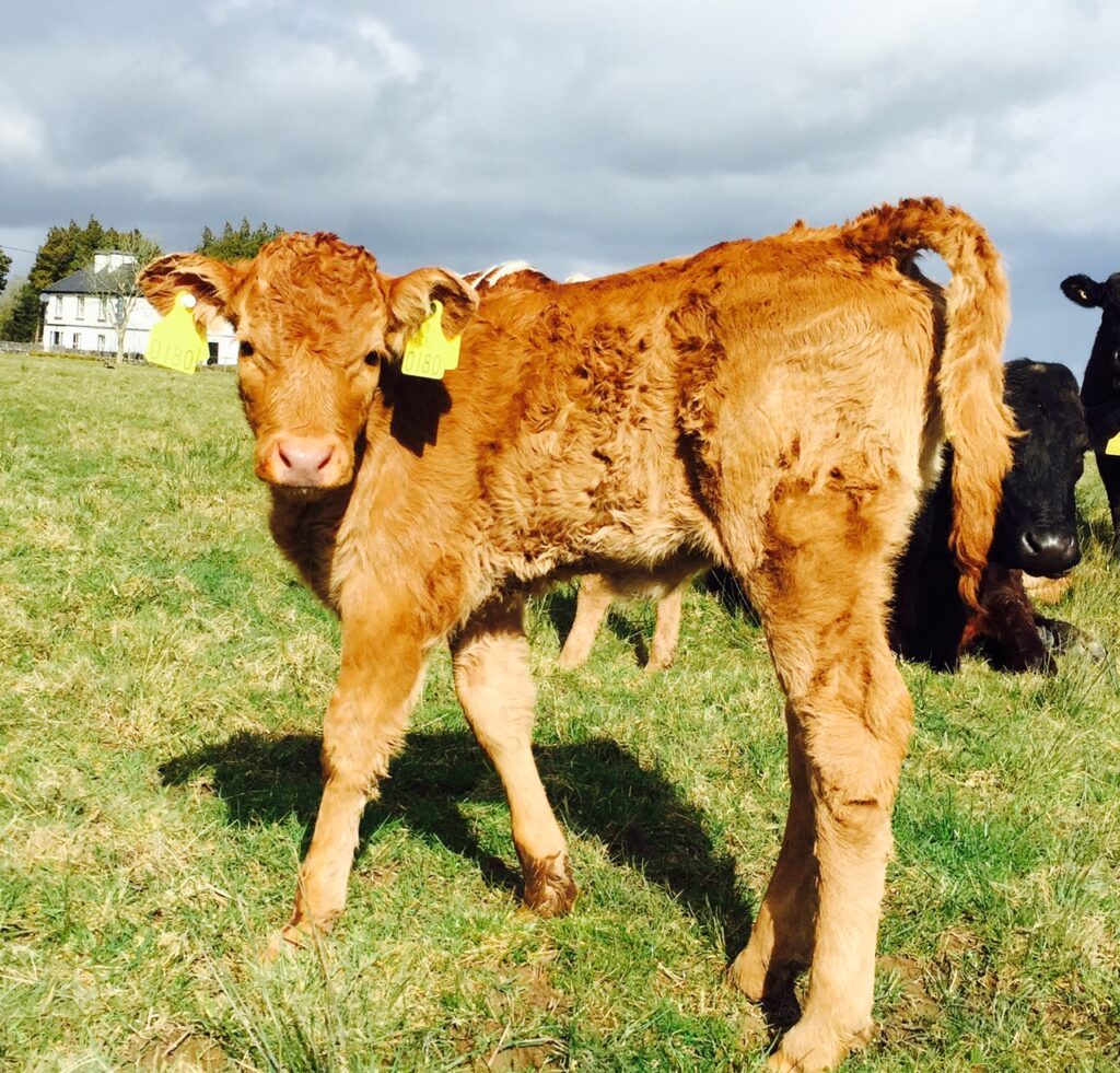 How to control parasites at grass for beef suckler herds Agriland.ie