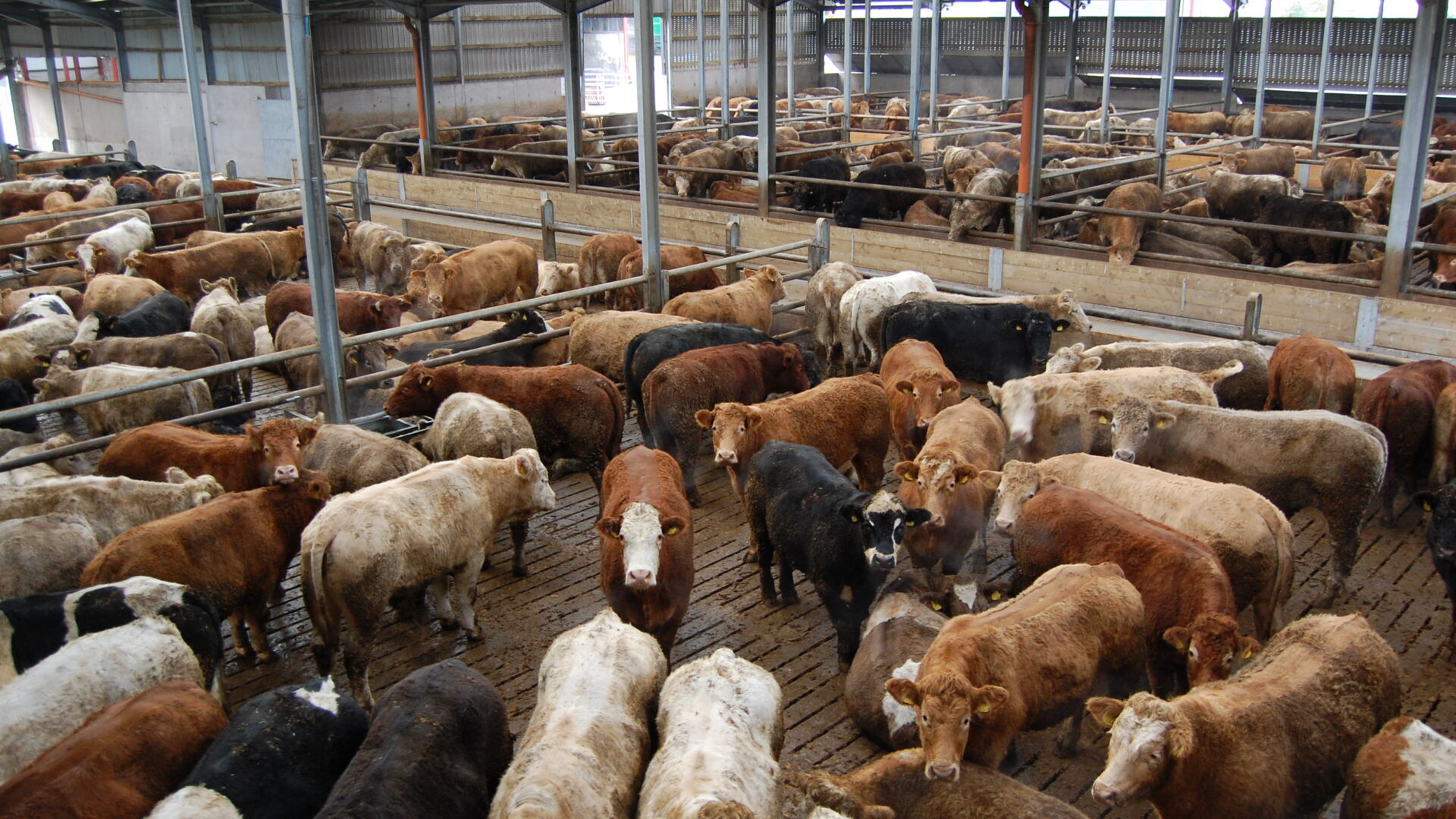 Beef trade All quotes hold firm despite talk of dropping cow prices