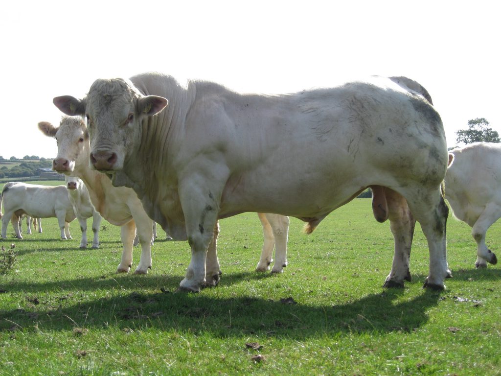 charolais uk 2