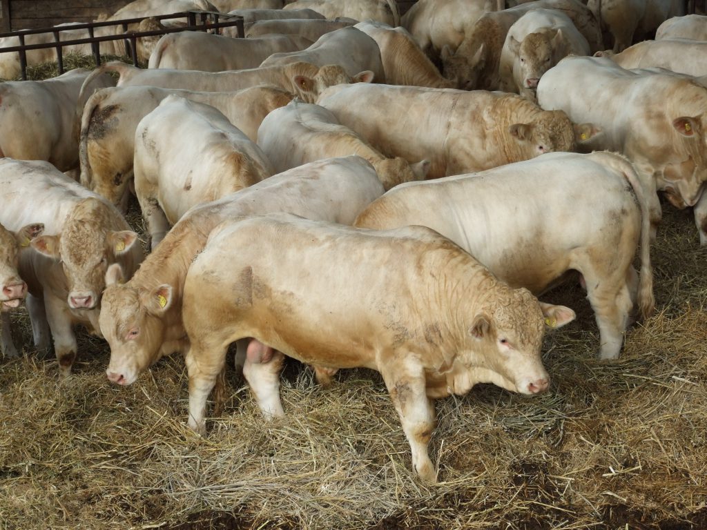 charolais uk 3