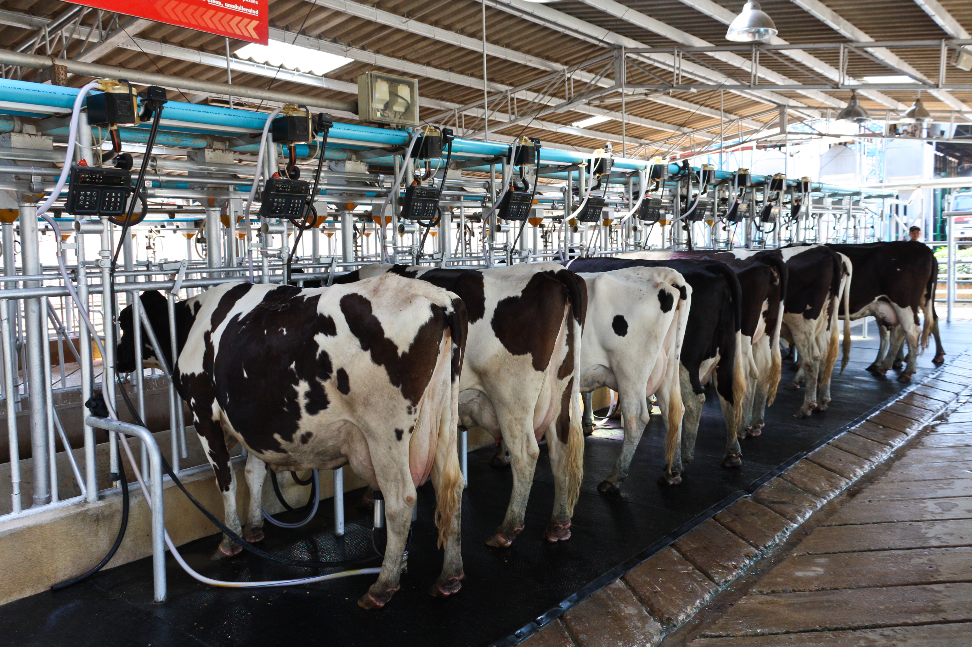 'Dairy farmers have no regrets about making the switch to onceaday