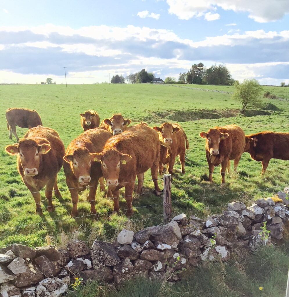 Parasitic infections the number one health problem in cattle ICBF