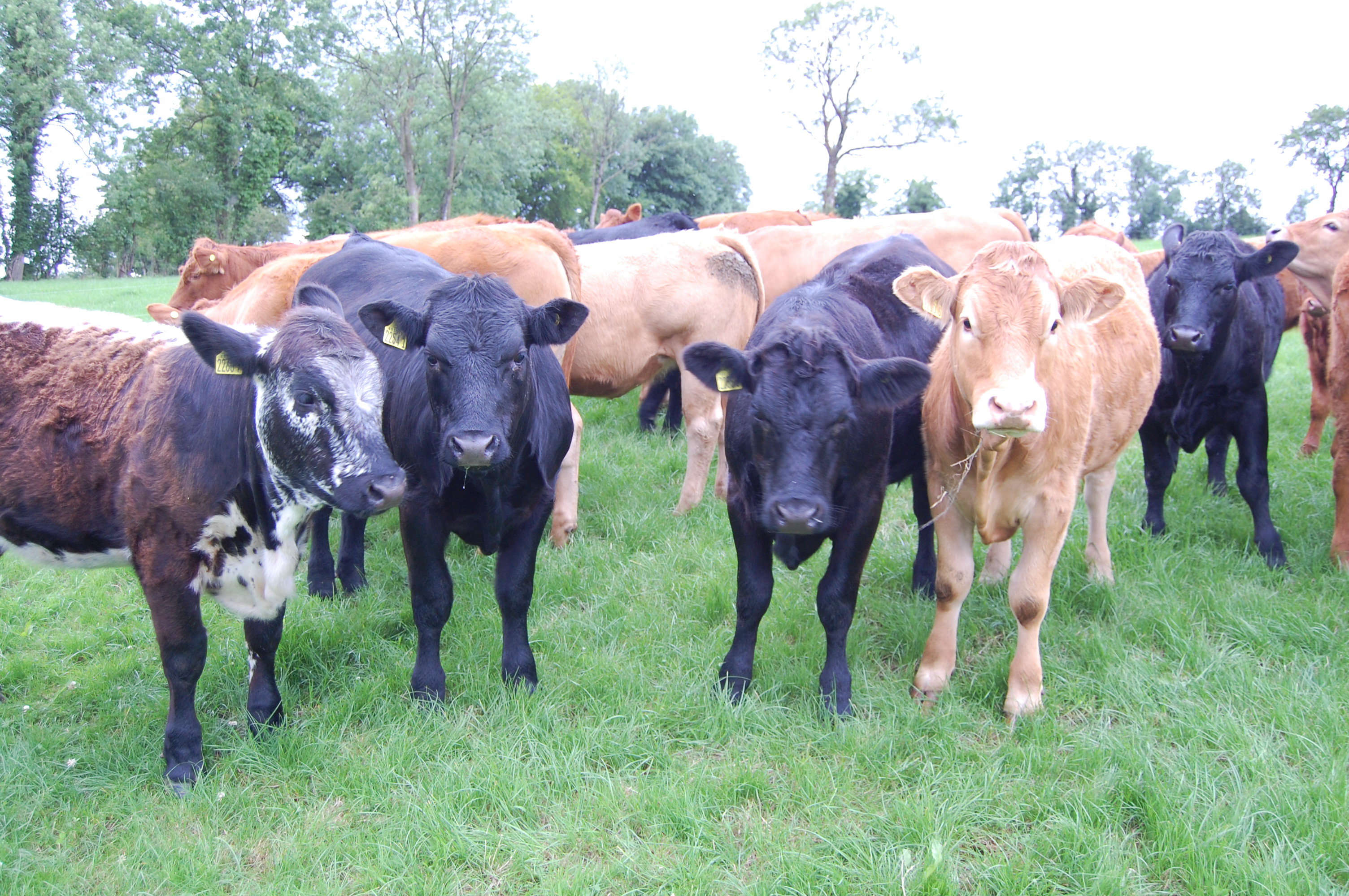 UK processors and supermarkets specs hit UK store cattle prices Agriland.ie