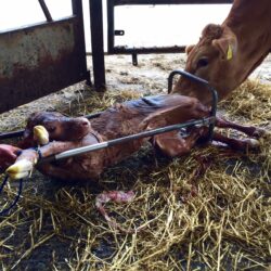 calving 1