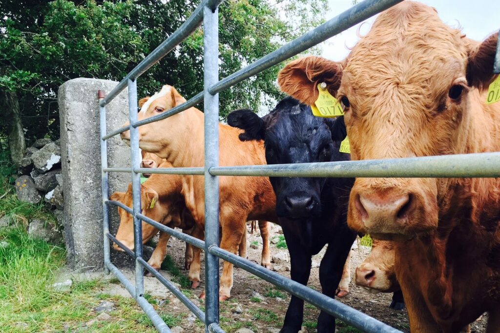 Three ways to assess the herd health of your cattle