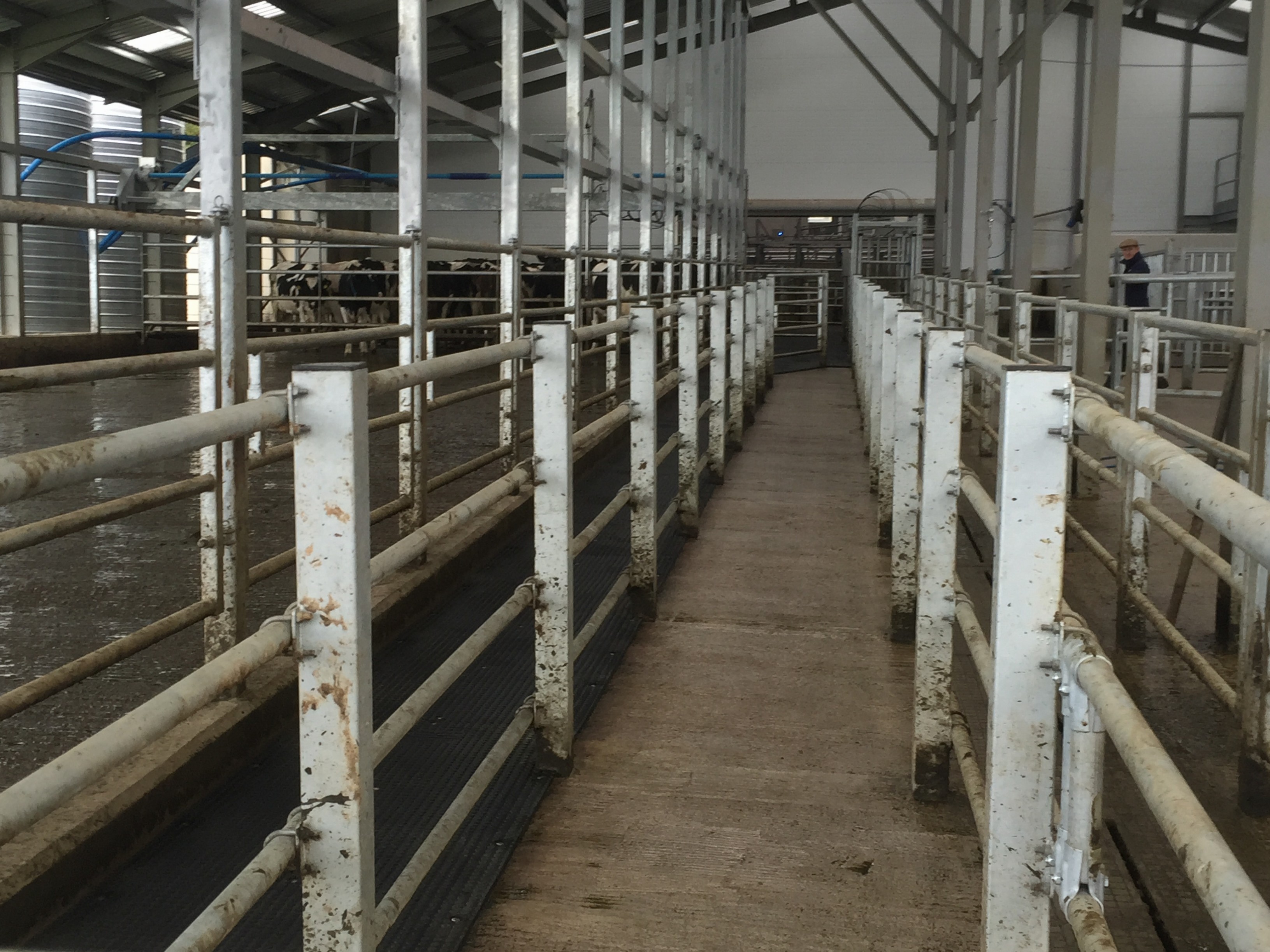 Looking to put in a new cattle crush? There's a 40 grant available